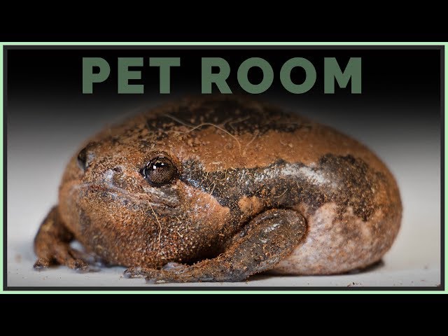 Full Reptile Room Tour 2018 | New Pets & Updates!