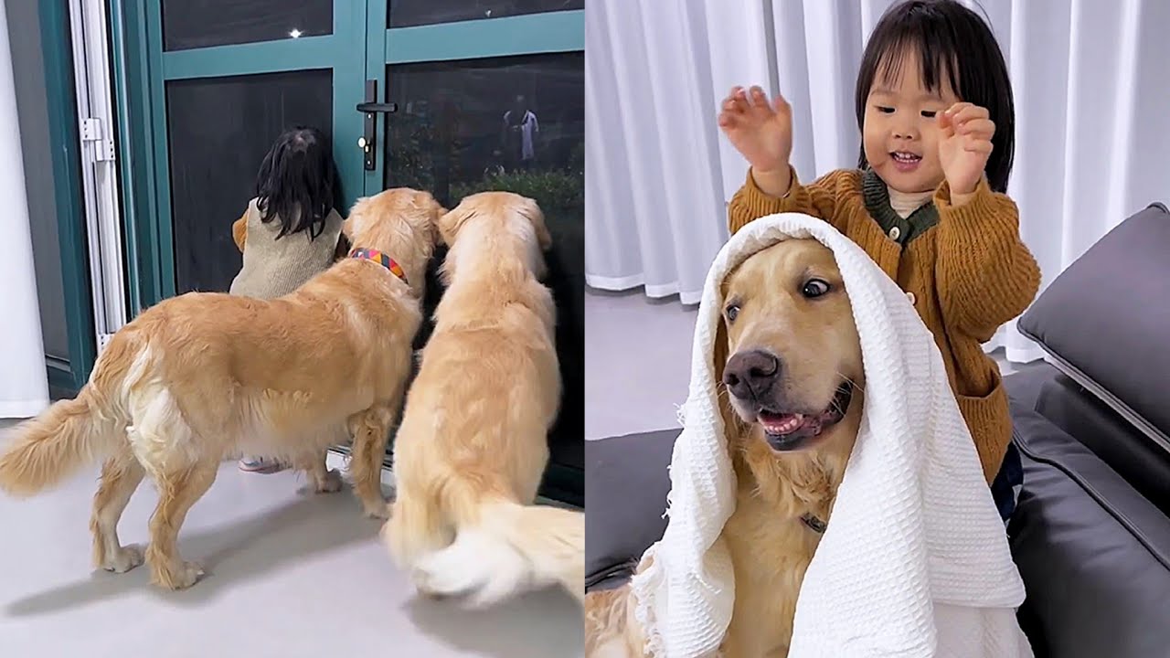 The kids and two golden retrievers had a lot of fun playing in the ...