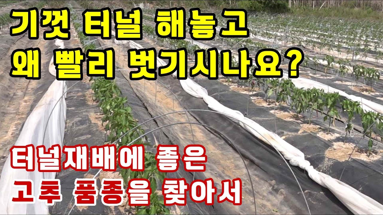 고추재배, 기껏 터널 해놓고 왜 빨리 벗기시나요?