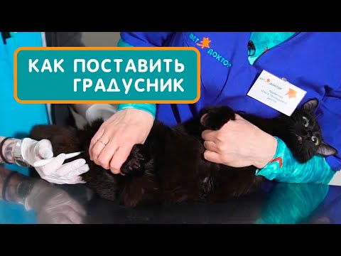 Как измерить температуру кошке или коту градусником в домашних условиях. Совет ветеринара