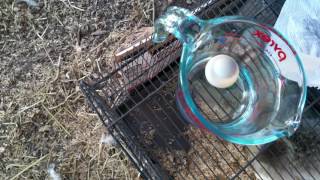 Day 22 float test on eggs. No movement 😔 Wealth