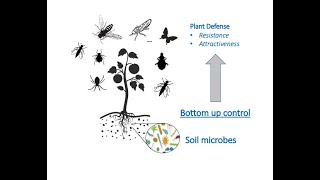 Plant Defense Mechanisms Part 2: How Soil Microbes Defend Plants from Insect Pests