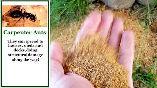 Carpenter Ants Invade a Japanese Maple