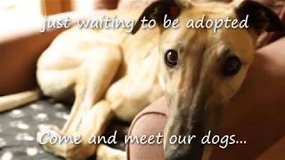 Greyhound Rescue Wales Promotional Video