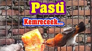 Suara Kemade Baret Merah Kemrecekcocok Buat Pikat Kemade Liar