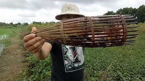 Đi thăm bẫy cá rô đồng sau ngày mưa bão