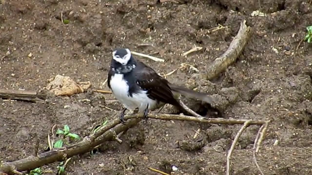 White-browed Fantail, Udawalawe, Sri Lanka 