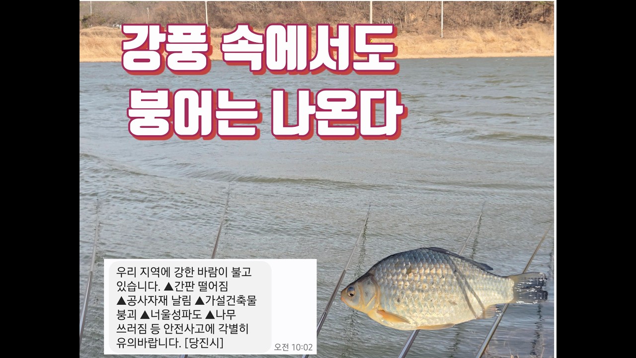 강풍 속에서도 붕어는 나온다!