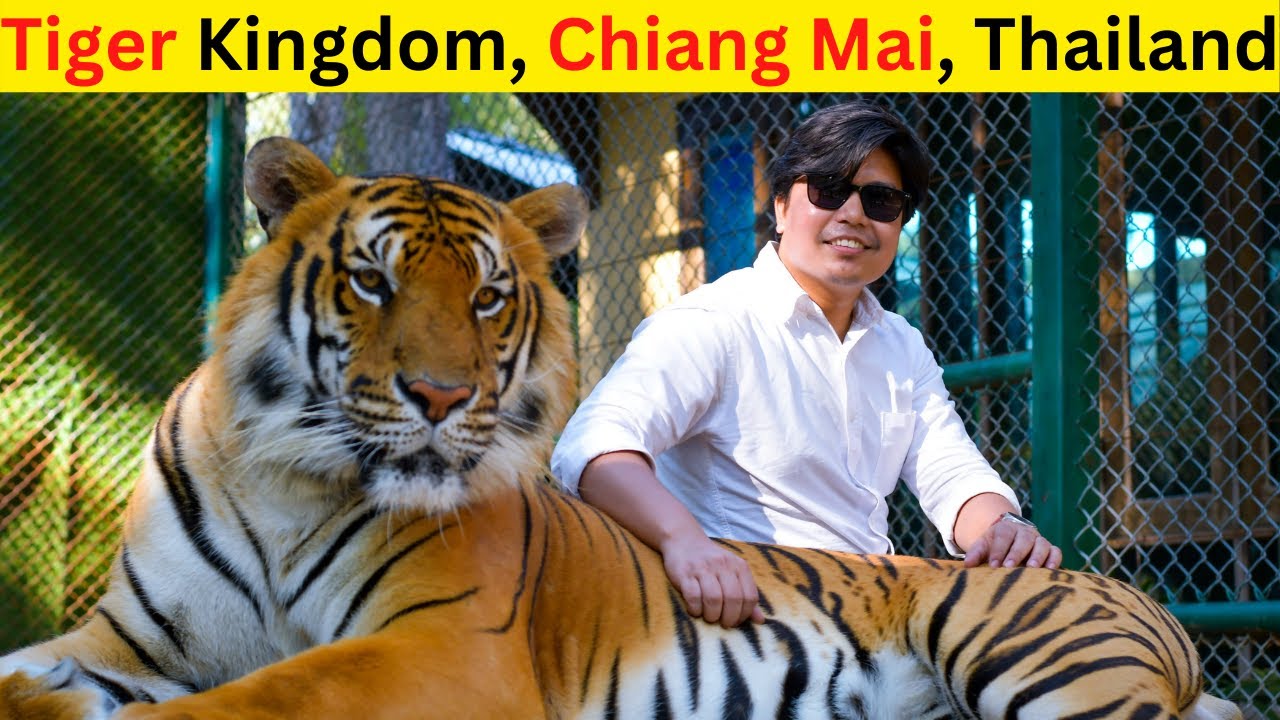 How to Visit Tiger Kingdom in Chiang Mai for Cheap and Enjoy the Most Amazing Animal Encounter Ever