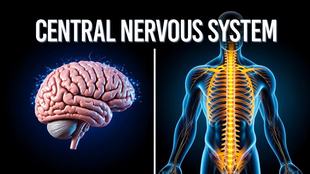 Central Nervous System Psychology Explained | How Your Brain Controls Emotions