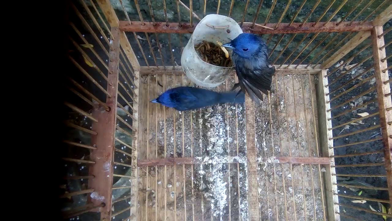Cara Merawat Burung Selendang Biru 