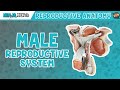 Anatomy of male reproductive system  model