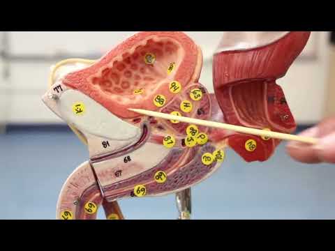 Anatomy Of Male Reproductive System Model