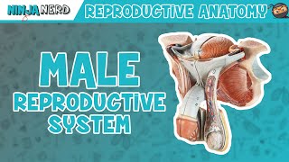 Anatomy of Male Reproductive System | Model screenshot 1