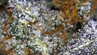 Find the Spider mite and leave a comment!