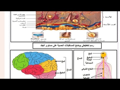 مراجعة المجال الثاني الاتصال العصبي الفصل الثاني لتلاميذ شهادة التعليم المتوسط 4am 🧠