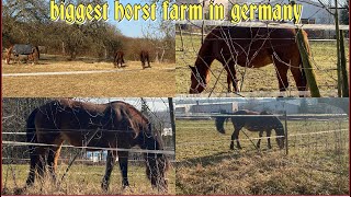 biggest horse farm in Germany 2022
