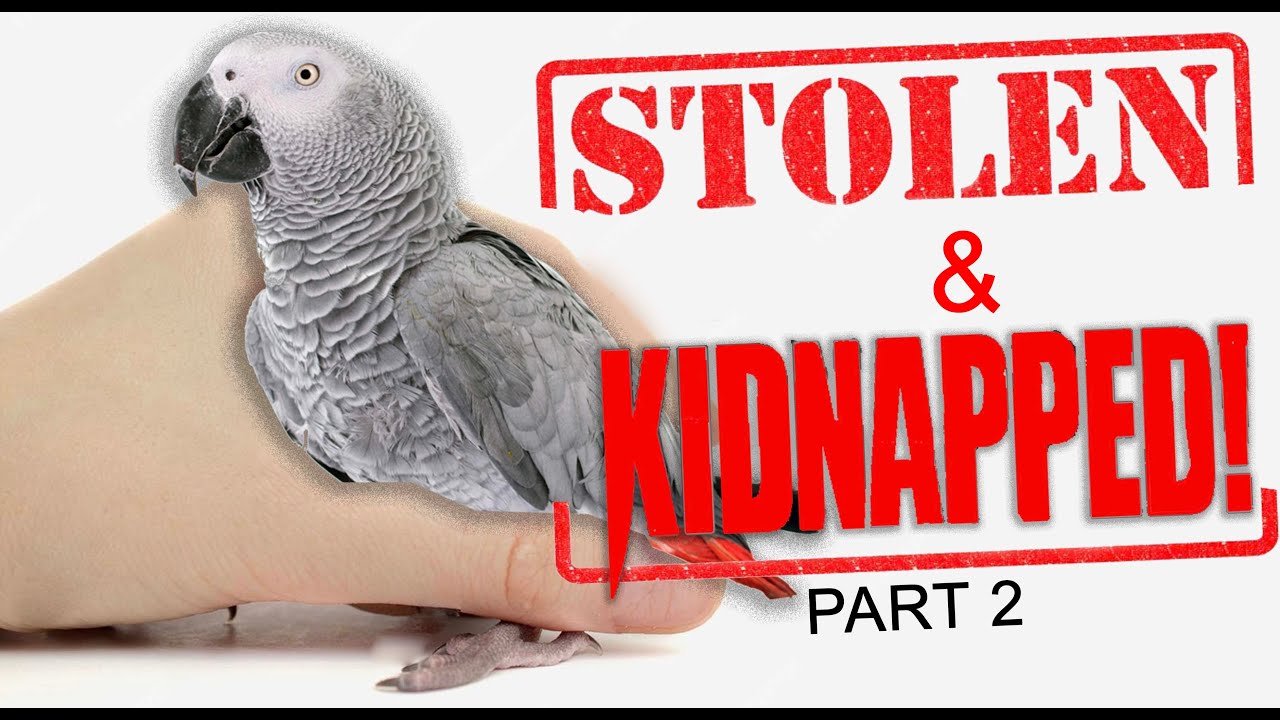 A Neighbor KIDNAPPED a Lost AFRICAN GREY Bird! I arrived too late PART ...