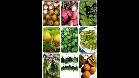 Đặc sản ê đê _ phần 4_ các món ăn của người ê đê ||Núi rừng tây nguyên