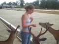 Feeding &quot;wild&quot; deer in Nara