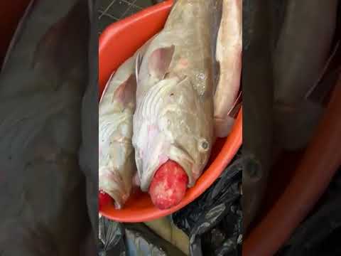 سمك لئوز افخر انواع سمك