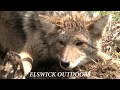 MOUNTAIN COYOTE TRAPPING (dirt hole set and flat set)