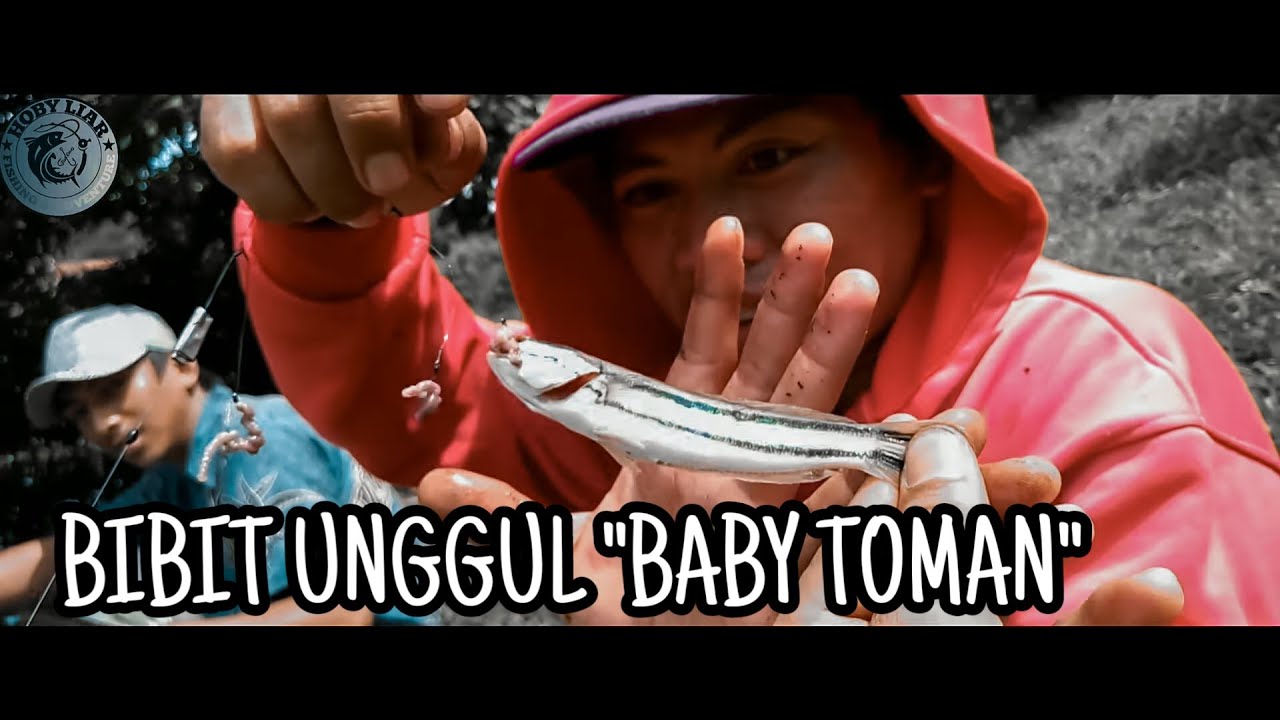 Mancing TOMAN DI DANAU PUSPIPTEK MUNCUL