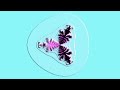 Spider fractal morph power -20 to 20