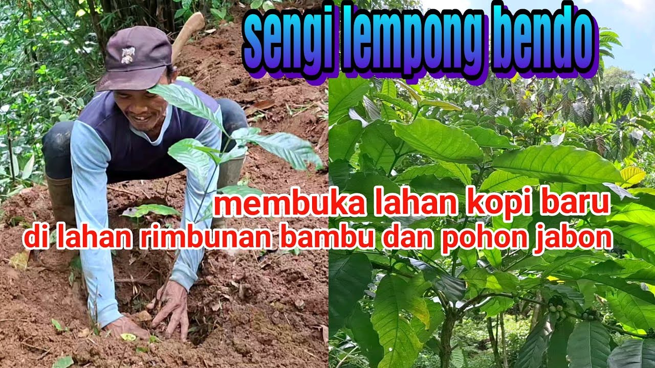 MEMBUKA LAHAN KEBUN KOPI BARU DI LAHAN PAK AGUS