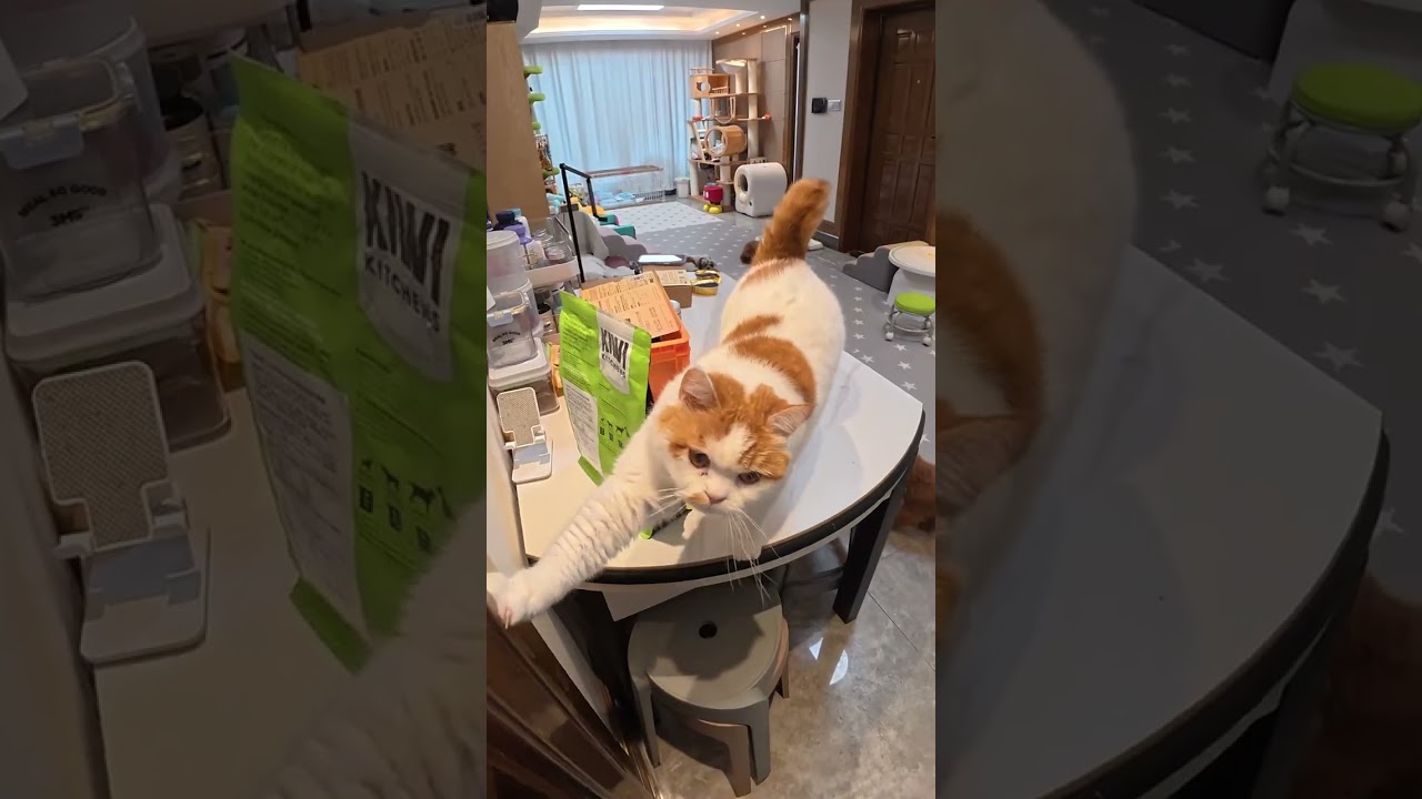 谁说养狗不暴躁的？ #vlog日常 #西施犬#萌宠日常记录 #日常分享 #新手养狗