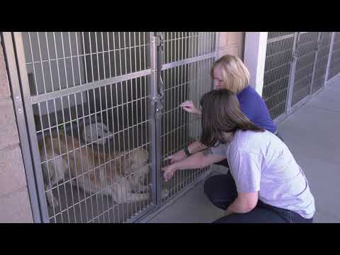 mary roberts pet rescue