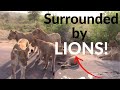 Surrounded by lions  kruger park game drives