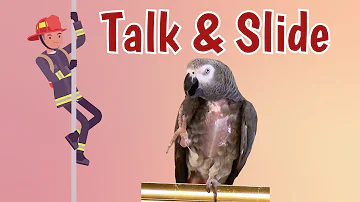 Talk and Slide: Einstein & Marcia's Silly Conversation