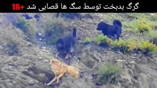 حمله ی سگ های ماستیف به این گرگ تنها، دیدنی و اما...☹️