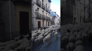 Trashumancia en el Pirineo: vuelta a casa tras el verano by Grupo Pastores 1,355 views 2 years ago 1 minute, 14 seconds