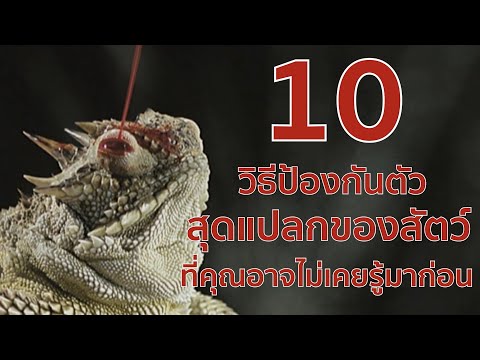 10  วิธีป้องกันตัวสุดแปลกของสัตว์  ที่คุณอาจไม่เคยรู้มาก่อน