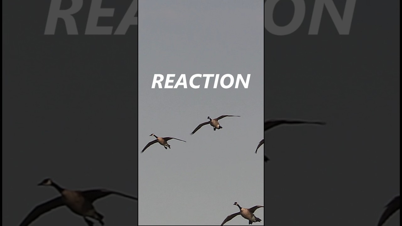Reaction Waterfowl Canada goose hunting YouTube
