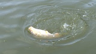 Download Fishing - How To Make Freshwater Fish Bait 6 Mồi Câu Cá Nước Ngọt Tổng Hợp Video MP3 Fishing - How To Make Freshwater Fish Bait 6 Mồi Câu Cá Nước Ngọt Tổng Hợp