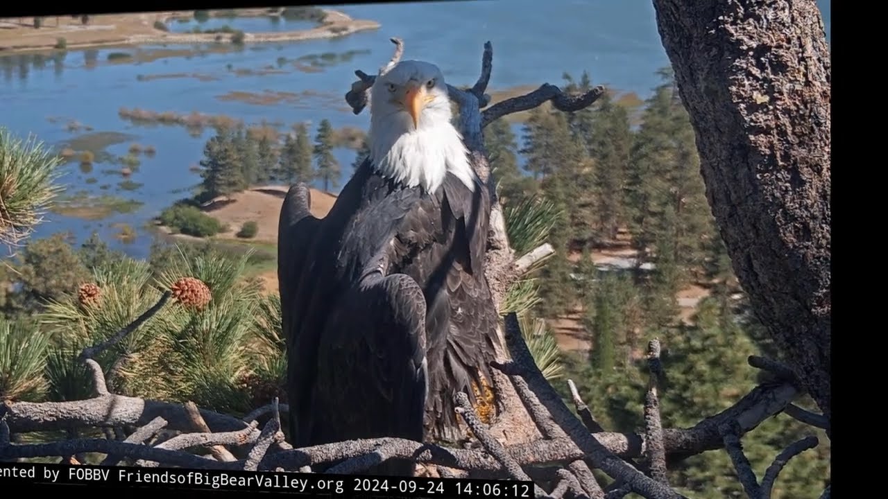 Jackie, Queen of the Valley, spends the afternoon in the nest FOBBV CAM Big Bear Bald Eagle - Cam 1