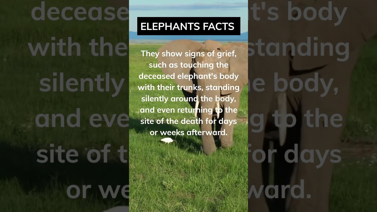 What Elephants Do When They Lose A Loved One You Won T Believe It Wildelephants