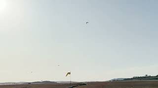 Saker falcon - Campo Flicker by Marcos Cruz 151 views 1 year ago 35 seconds