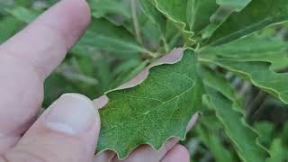 ID That Tree: Dwarf Chinkapin Oak