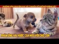 Phản ứng hài hước của mèo với chó con khi lần đầu thấy chúng || Review Con Người và Cuộc Sống