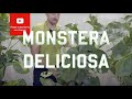 All you need to know about Monstera Deliciosa