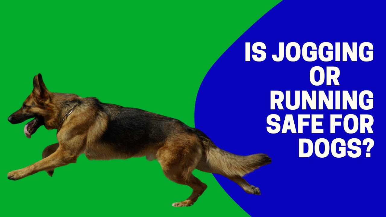 Is Jogging Or Running Safe For Dogs? YouTube