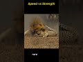 Speed vs Strength 🦁 vs 🐯 #wildlife#animal#fyp#shorts#shortvideo#fypシ#lion#survival#fy#uk#usa#jungle