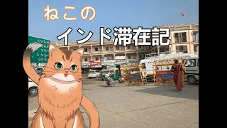 【雑談配信】インドから帰ってきたねこのお土産話【ねこなるもの】