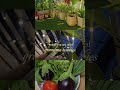 #grandmahobbies #grandma #gardening #plants #planting