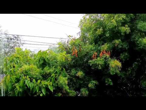 Relaxing Rain Sounds Fall Asleep in 5 Minutes | 10 Hours of Rain Sounds