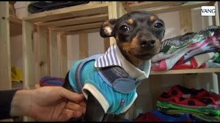 para perros hechos a medida - YouTube